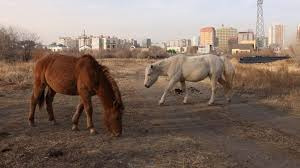 Grazing livestock in prohibited zones to be fined